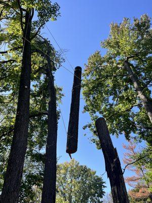 Dangerous removal of fire damaged tree