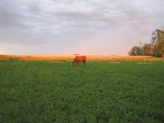 Iowa Equine