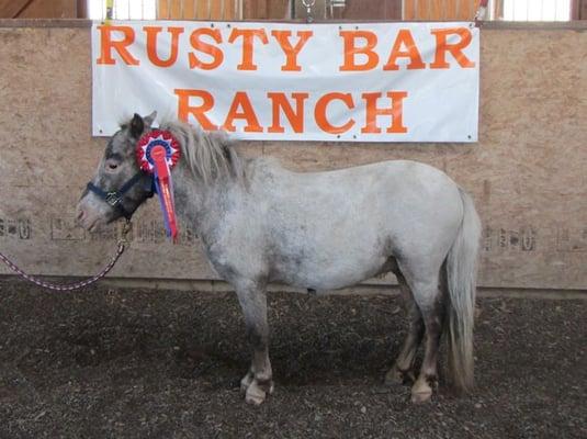 Ghost - International Grand Champion in Horse Agility