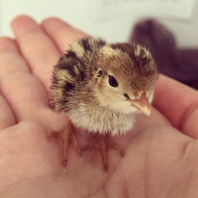 Orphaned baby quail.