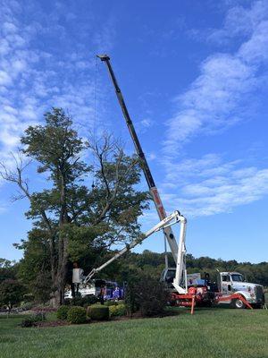 Eager Beaver is equipped to do large tree removals