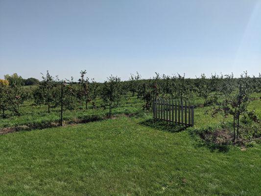 Apple Orchard