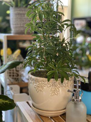 Houseplants and beautiful pots!