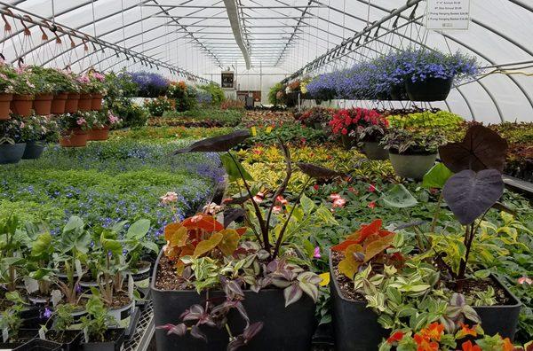 Three greenhouses full of flowers, vegetables and herbs for your yard.