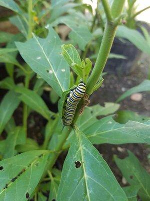 Monarch Cattapillar