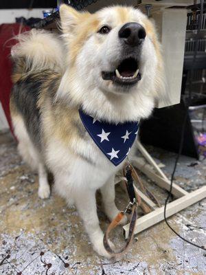 Oooooohhh Boy  its Lobo!!!! We love you Lobo! He is a great looking dog and our very special friend