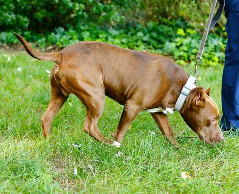 Dewey the bully mix