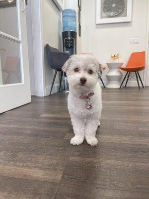 Molly is here to sit with you during your dental visit if you would like! She loves laying in patients laps!