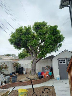 Carrot wood tree