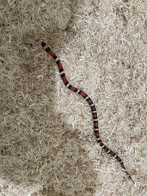 Milk snake