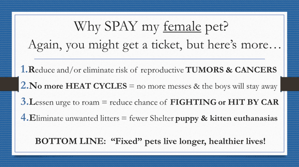 Why Spay?