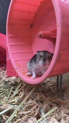 A hamster after having a seizure.