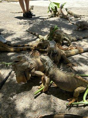 Iguanas