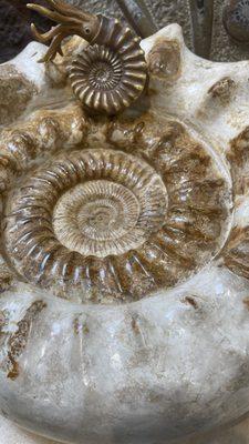 Ammonite Fossil