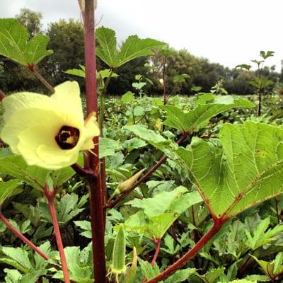 Okra