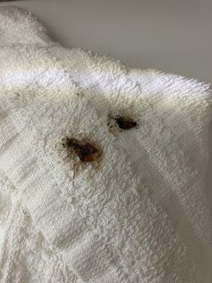 The roaches killed in the bathroom.