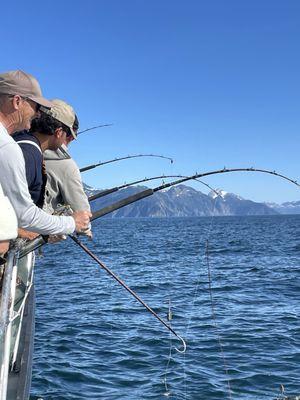 Trips!! All hooked up on Halibut!