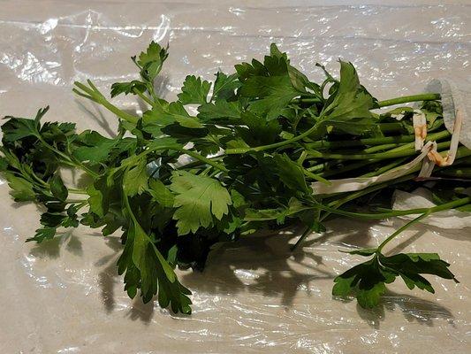 30 day old parsley kept in the veggie drawer