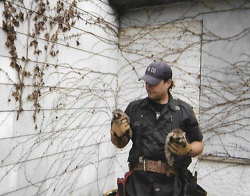 Small Raccoons always removed humanely and reunited with their mom.