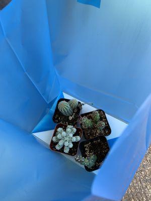 They gave us a pretty blue bag to take the plants home in