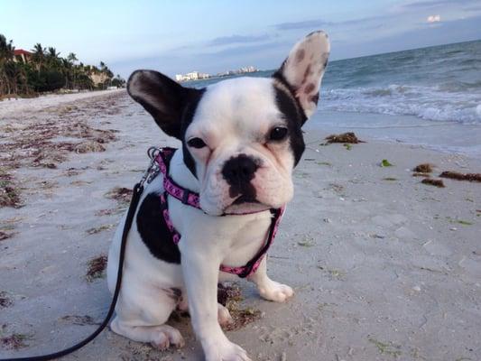 Waffles enjoying the beach there's a French Bulldog meeting watching the sunset life's gd.....