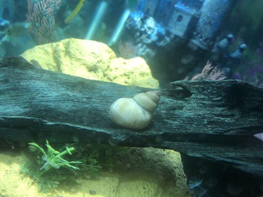 Got Gary here from Nautilus, he's a white wizard snail.