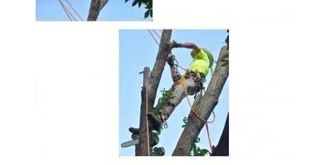 All Type Tree Service