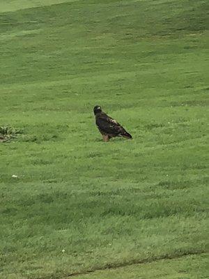 Eagle showed up on on Blue Heron 7th hole to find a bite to eat.