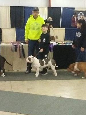 Myself and my son in the show ring with Ronda Rousey one of my female American Bullies #bucktown_bullies