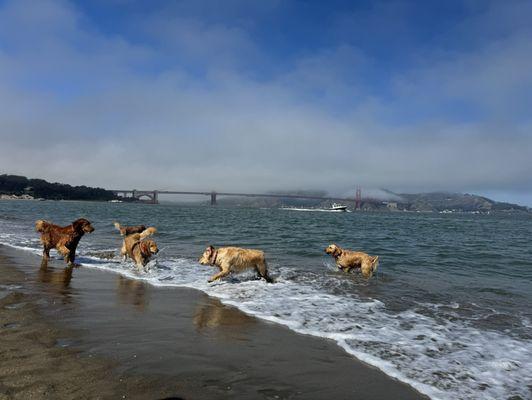 Crissy Field