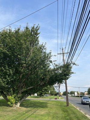 PSEG hired them to clear lines total botch job. Unacceptable and blocked driveway without informing us they were even cutting.