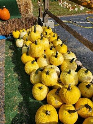 Pick Your Own Pumpkin Patch