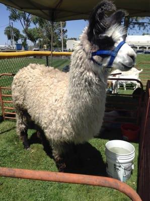 Llama mama, petting zoo today