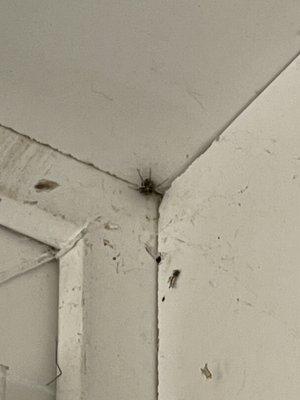 Hobo Spider