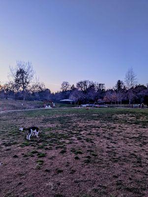 Ashley Memorial off-leash Dog Park