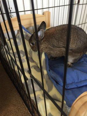 Buster decides to mess up the covers on his just made bed!