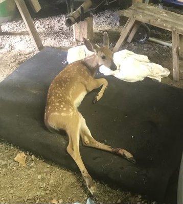 Injured fawn