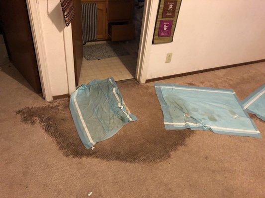 My carpet BEFORE with the stain from the broken pipe