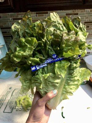 Red leaf lettuce bunch! So bountiful and beautiful. $1.99 (not organic)