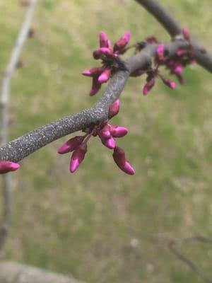 Happy redbud!