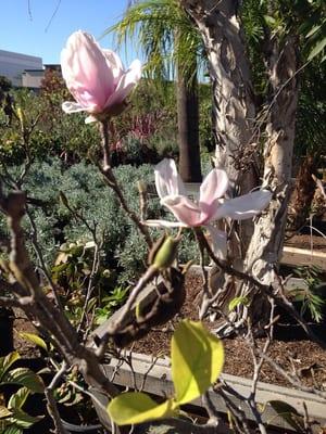 Chinese Magnolia in bloom