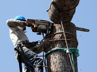 coconut removal
 tree removal services
 stump grinding
 certified arborist