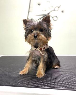 Look at this yorkie!