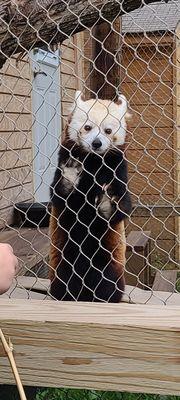 Red Panda exhibit