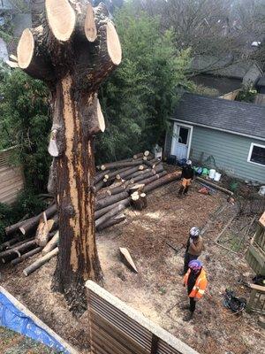 They dropped this huge trunk right in the only open space you see in the photo.