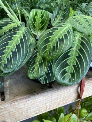 Prayer Plant