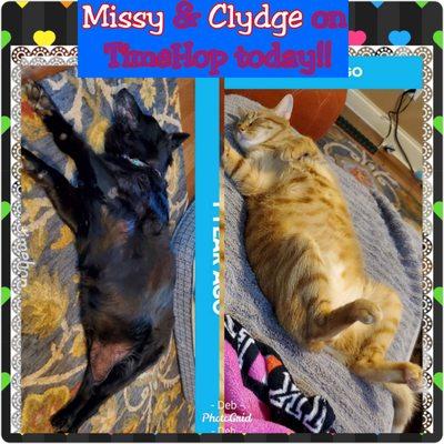 Pet clients, Missy and Clyde just chilling on a lazy afternoon!