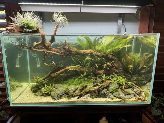 This is my Aquascape two months after setup.