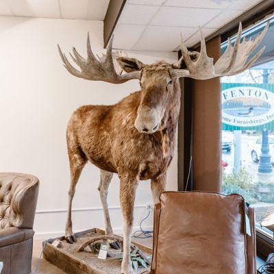 Frank the moose at Fenton Home Furnishings in Frankenmuth, MI.