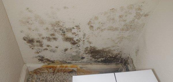 Black mold